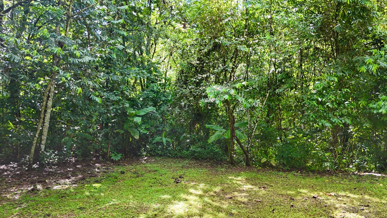 Selva Vista Estate – 5.9 Acres of Wild Beauty