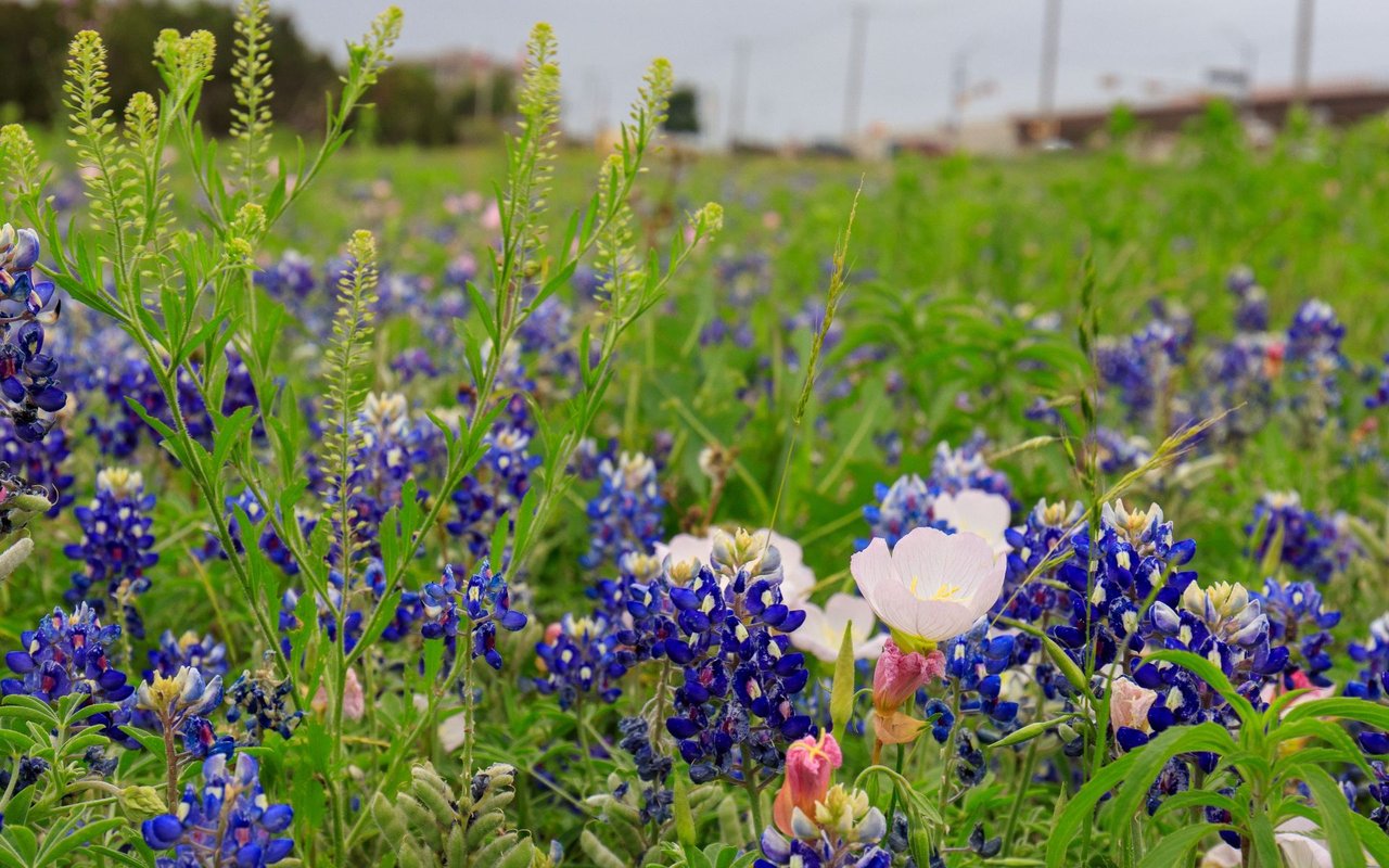 Liberty Hill