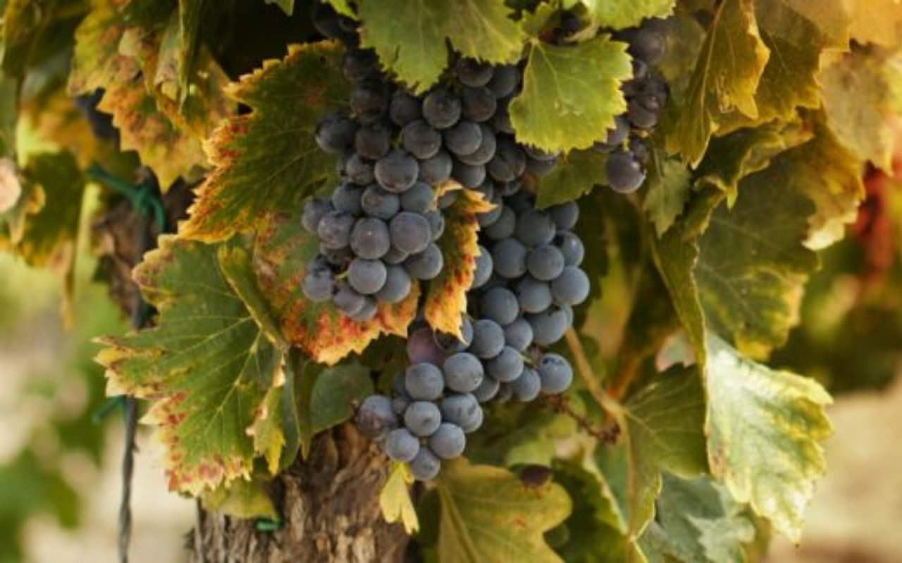 6 Beautiful Wineries Near St. Louis You Should Visit