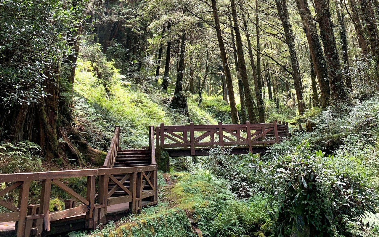 Wooden footbridge and steps crossing a stream through a lush forest.