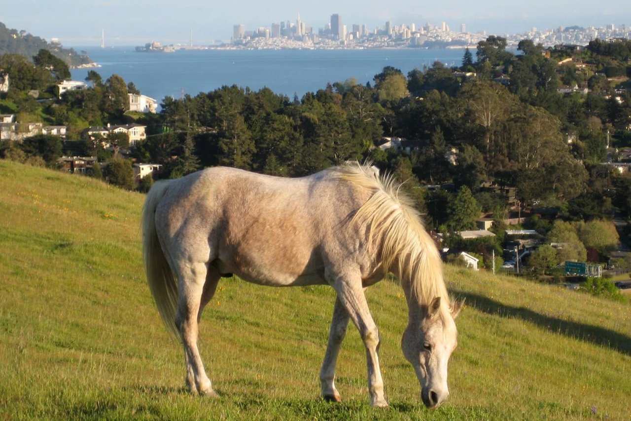 Alto / Horse Hill