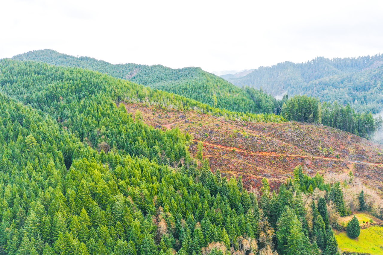 RICHARDSON TIMBER