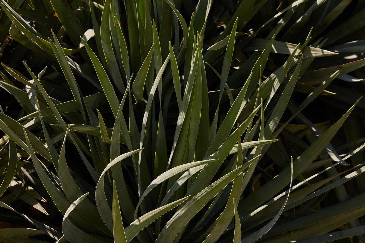 Close-up of long, narrow, pointed green succulent leaves fanning out in bright sunlight with dark shadows between them