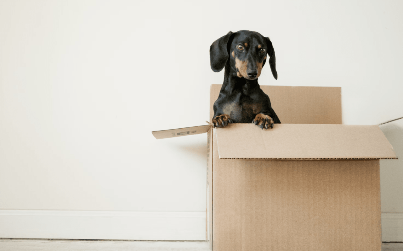 Tips for Moving with Pets