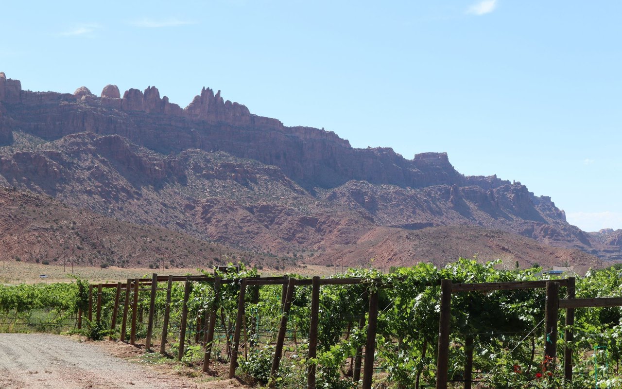 Vineyard