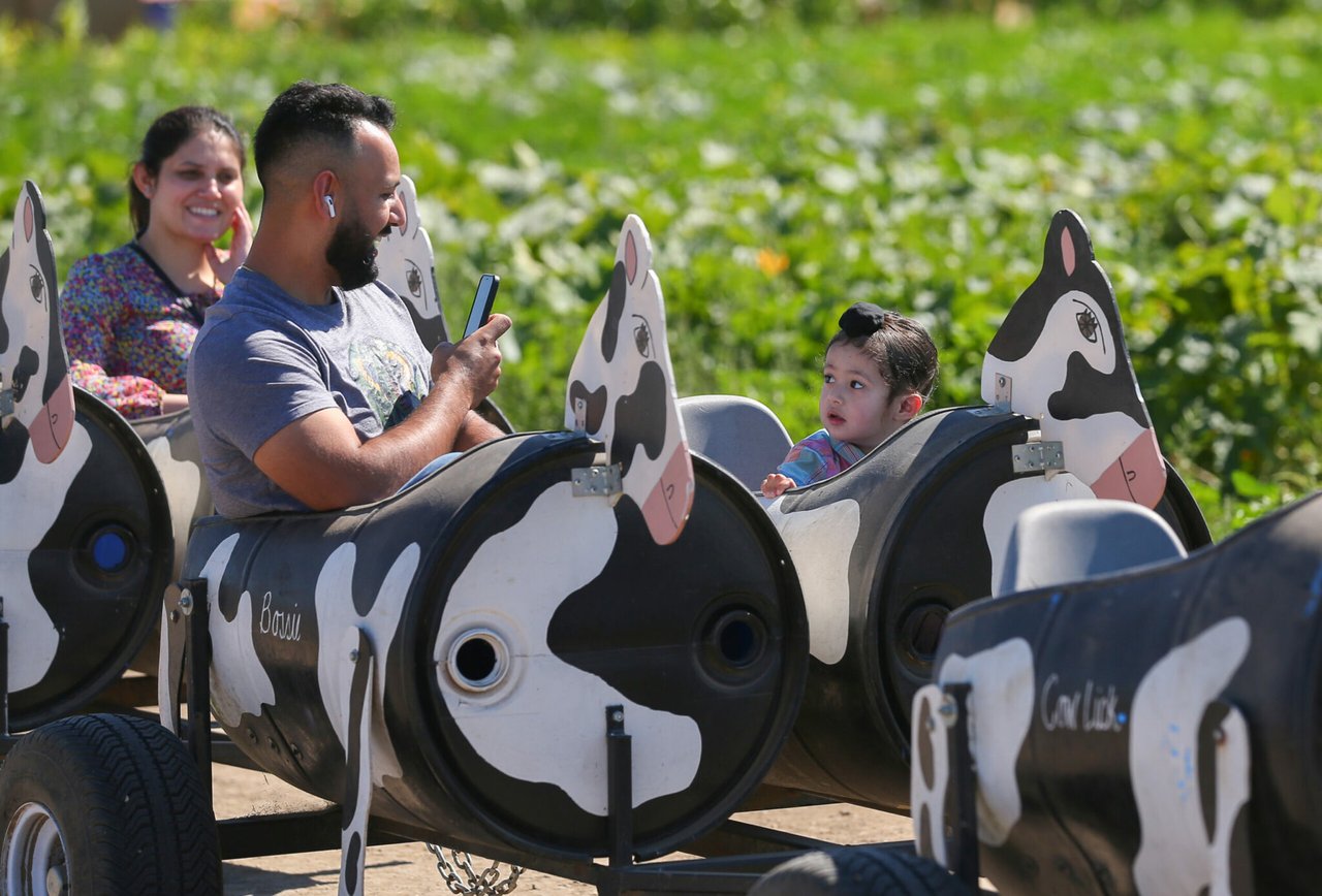 The Ultimate Guide to Sonoma County Pumpkin Patches in 2025