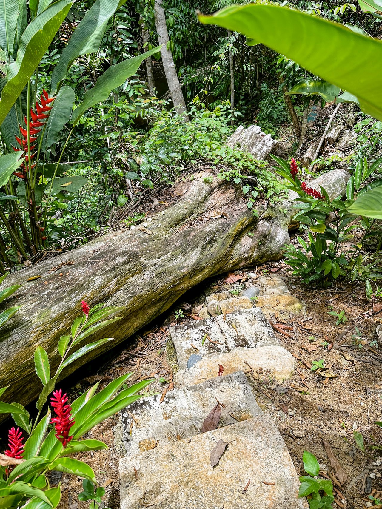 Jungle River Retreat with Airbnb & Build Space in Ojochal