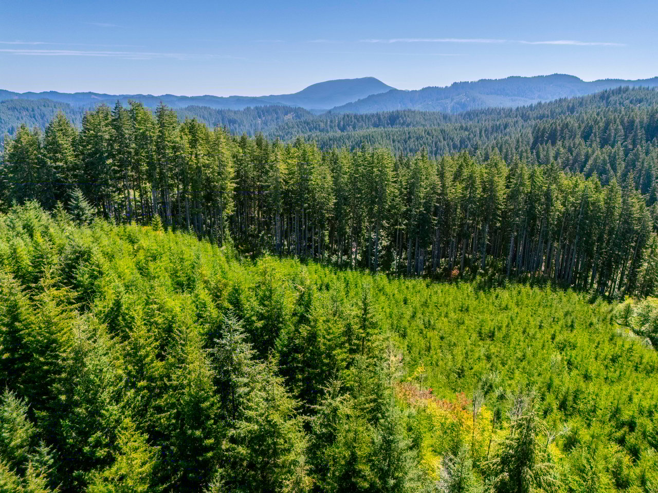 LINCOLN-HILLTOP TREEFARM Sealed Bid Offering 