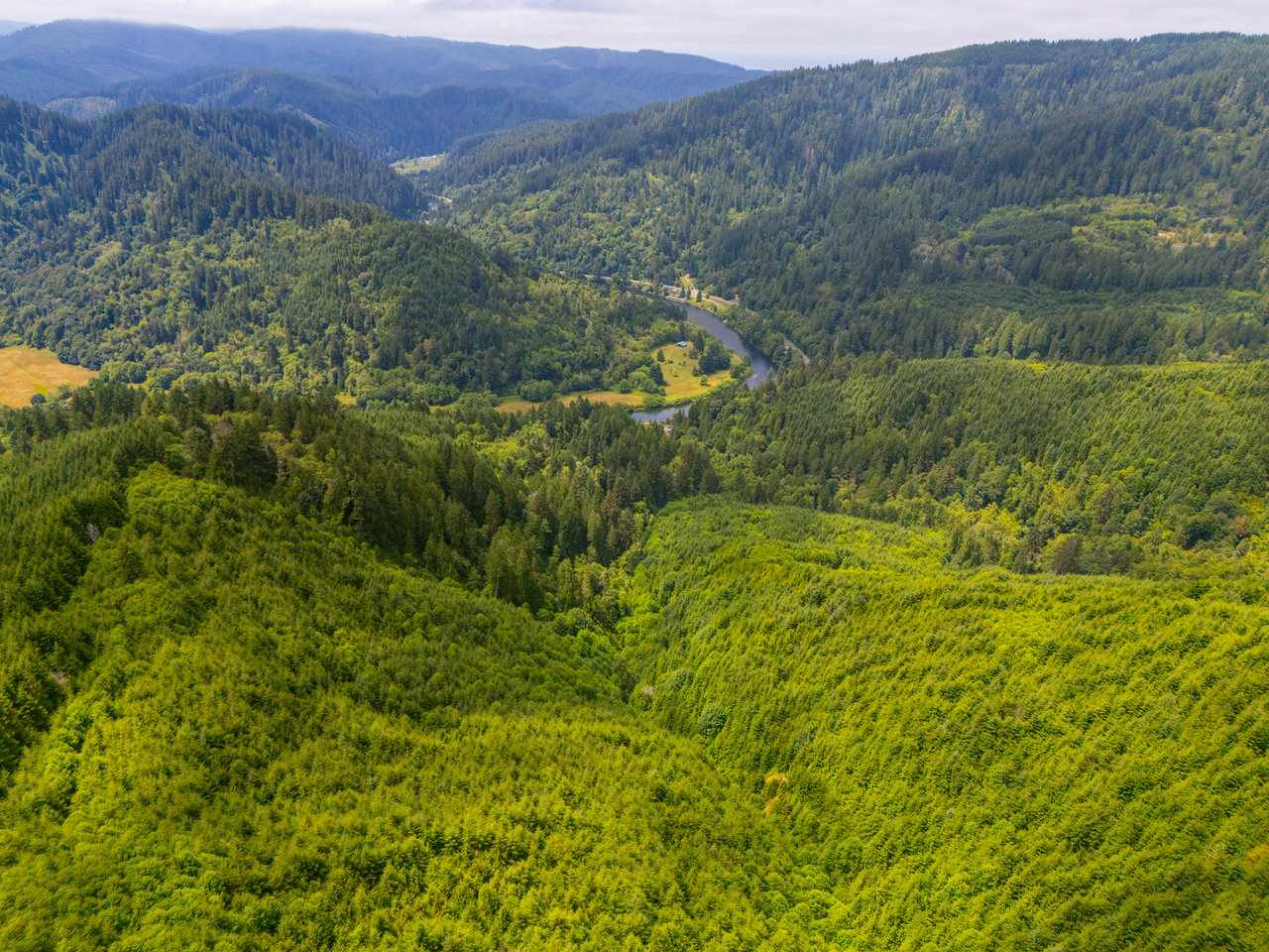MILL CREEK FOREST