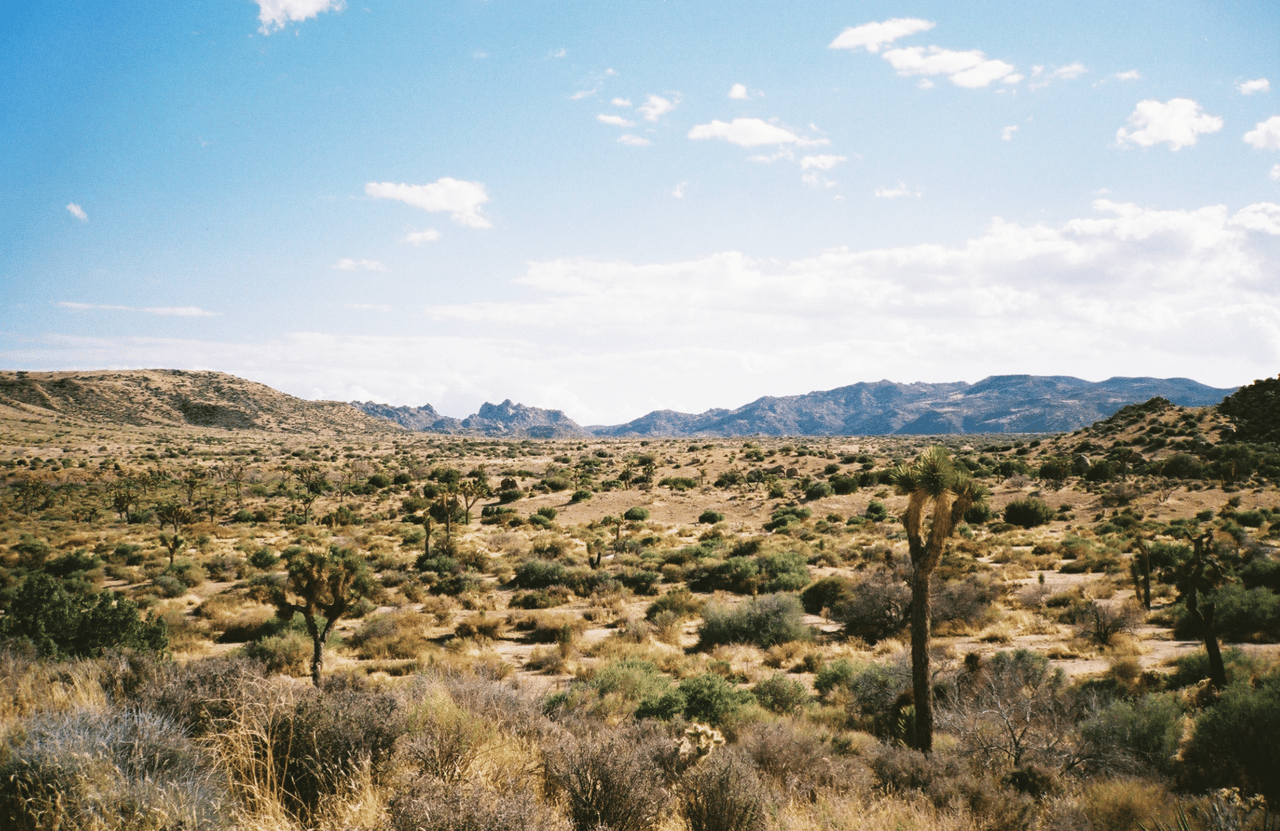 Joshua Tree