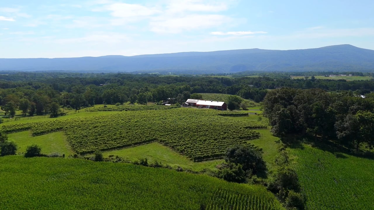 Discover Shenandoah Vineyards