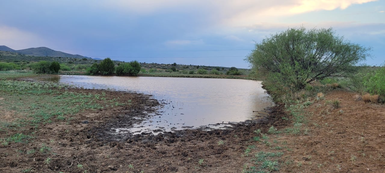 Blue Bell Quarter Horses