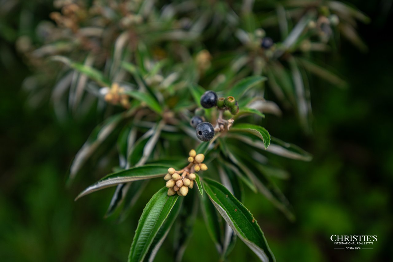 Origins Mineral: A Rare Landholding in Guanacaste’s Volcanic Highlands