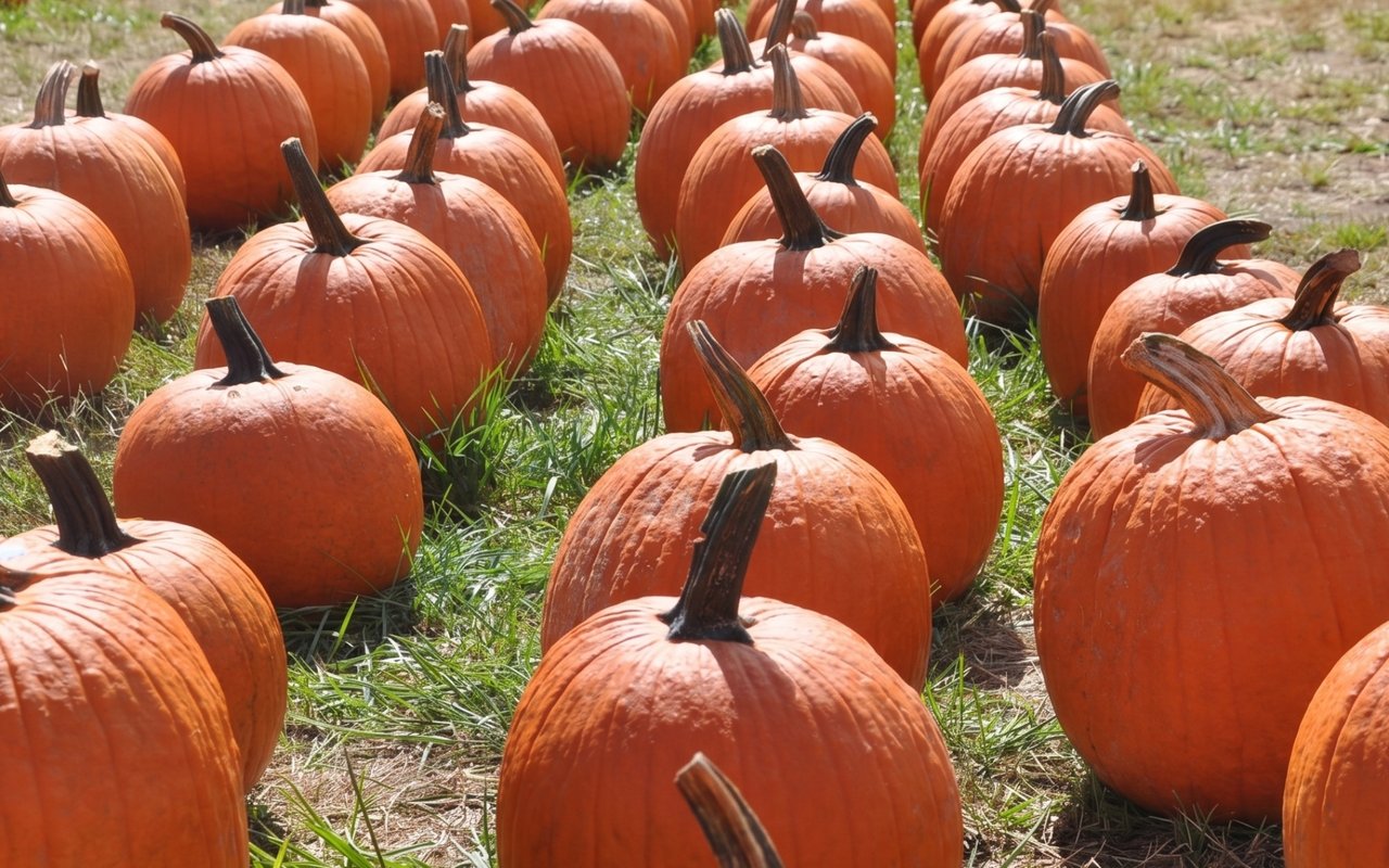 Top 10 Things To Do In Charlotte This Fall