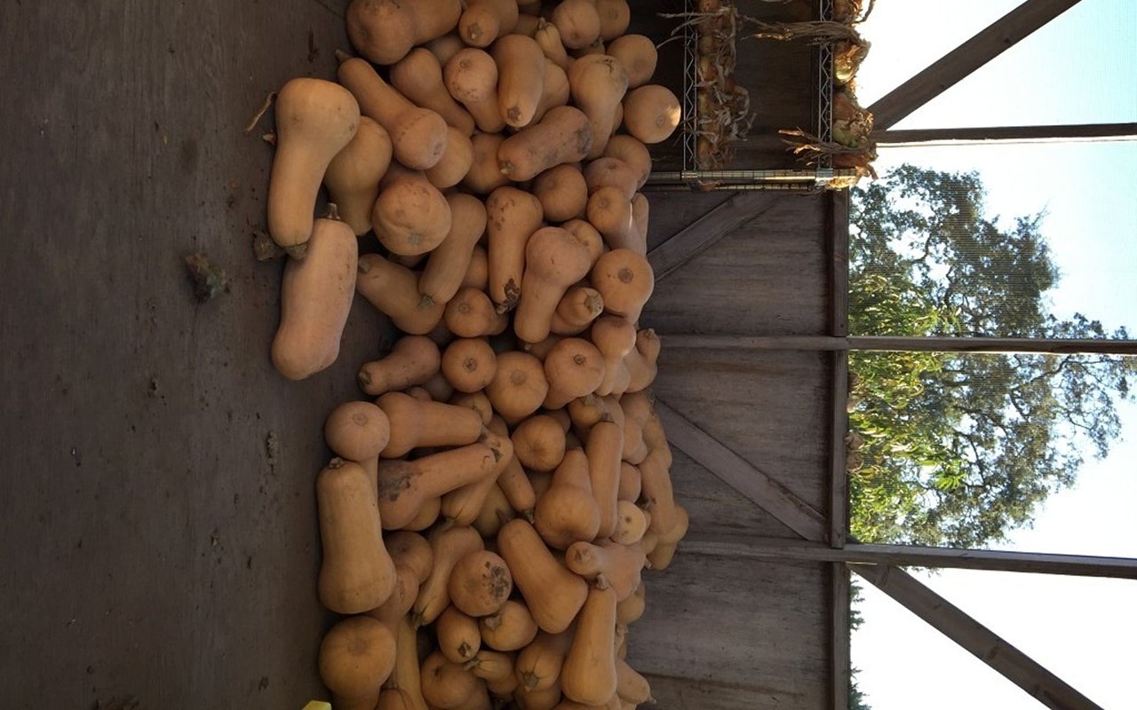 A large pile of butternut squash stacked in an open-sided wooden shed.