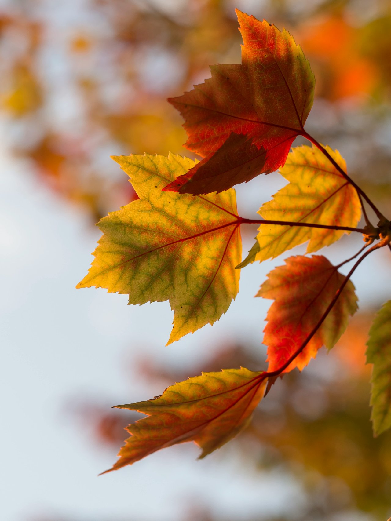 A Frosty Autumn