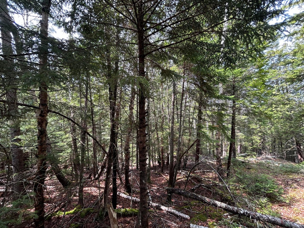 Lot 4 Julian Road Lubec, ME 04631