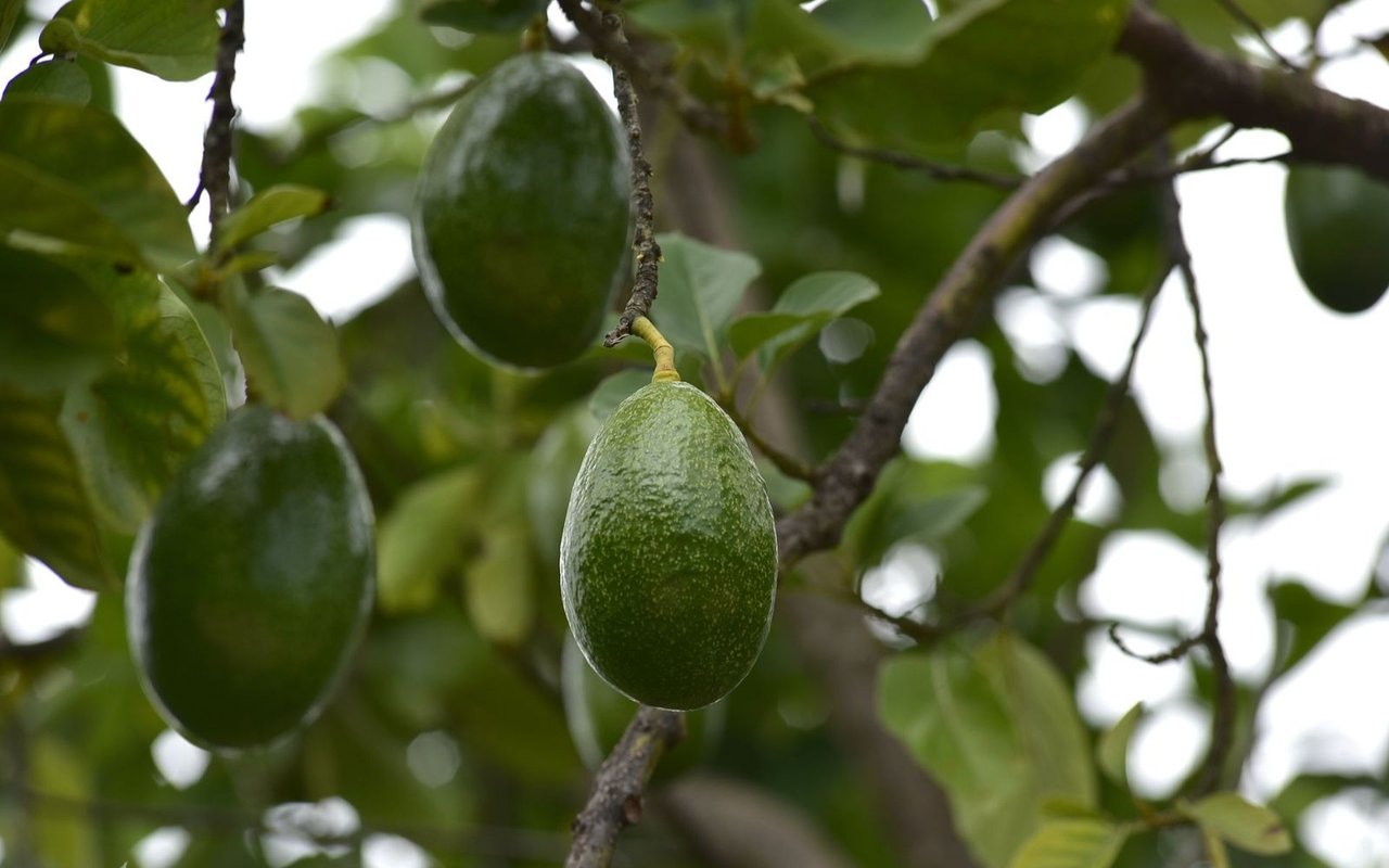 Grow Avocado Like a Boss
