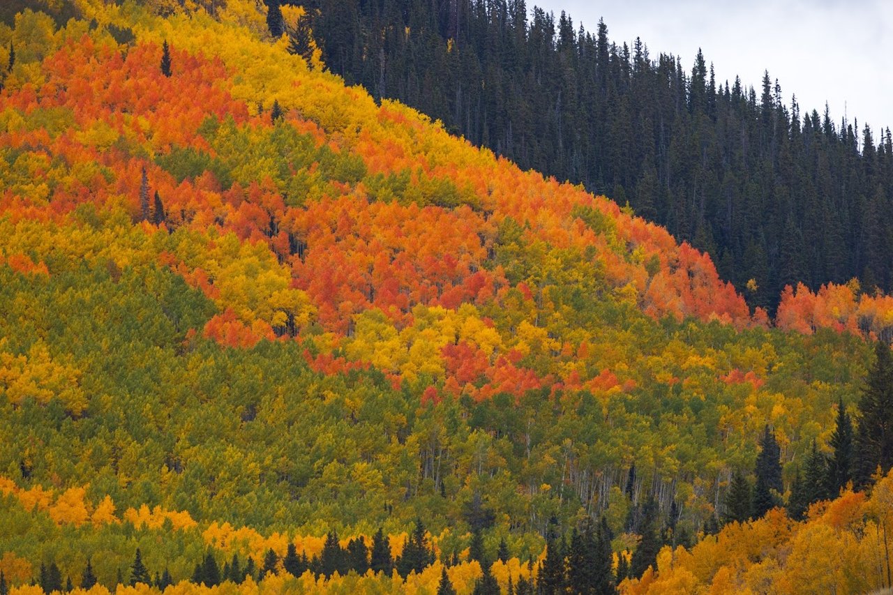 Kebler Pass in the Fall: Colorado’s Golden Wonderland