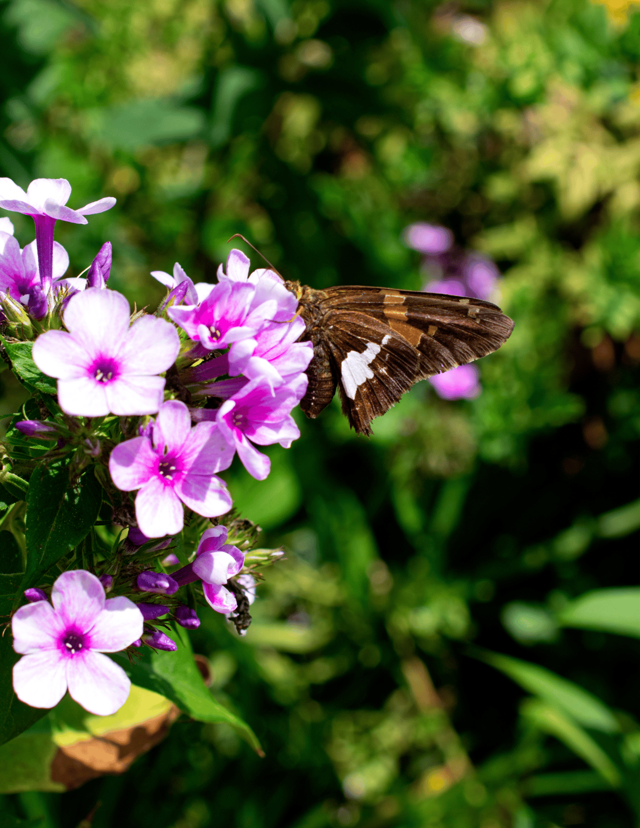 Washington Park Arboretum