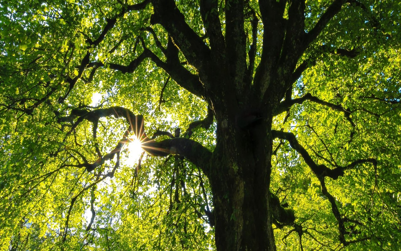 The view is from below, looking up into the canopy, emphasizing the intricate network of branches and the freshness of the foliage.