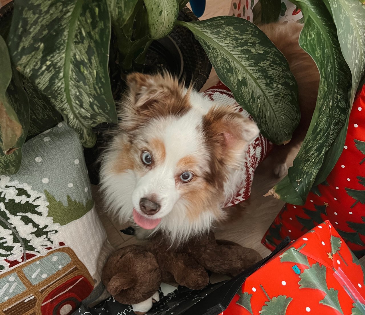 Santa Barbara Real Estate Market Report - thru November 2025