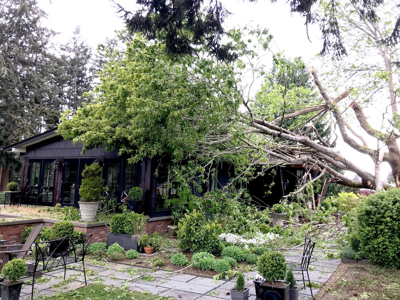 One Fallen Tree, Two Funerals, and a Hundred Connections
