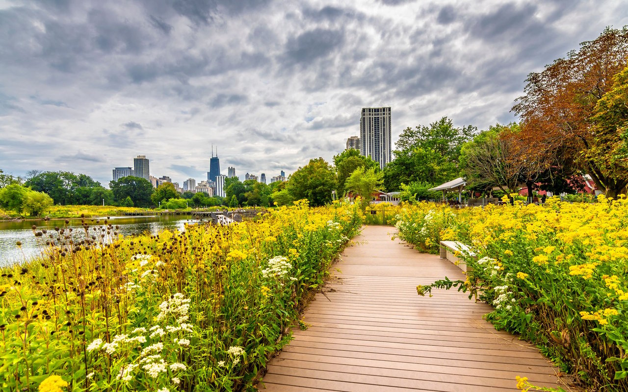 Lincoln Park boardwalk through yellow wildflowers, with a pond and Chicago skyline in the distance.