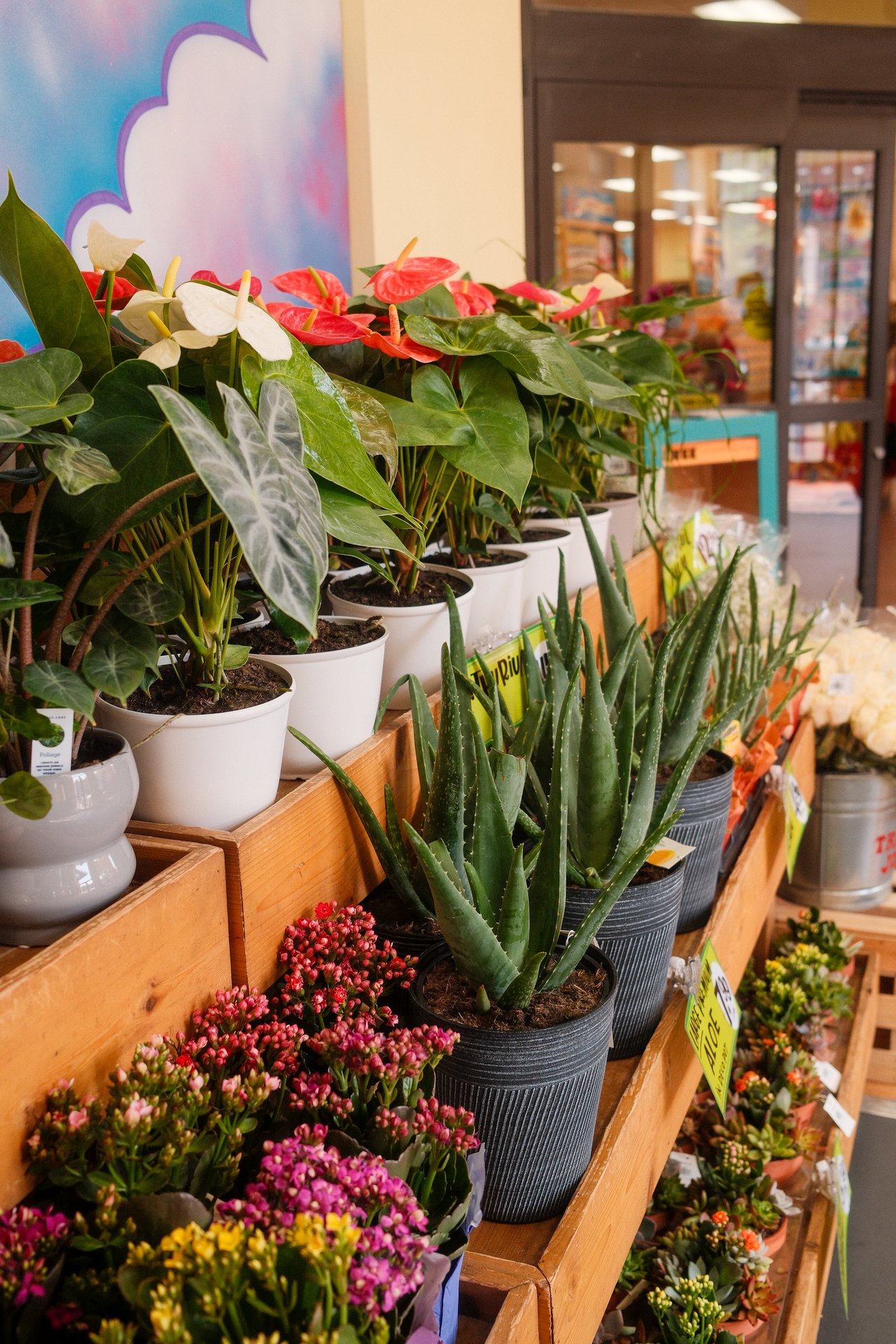 Flower display at Trader Joe’s on Monroe Street in Madison, Wisconsin
