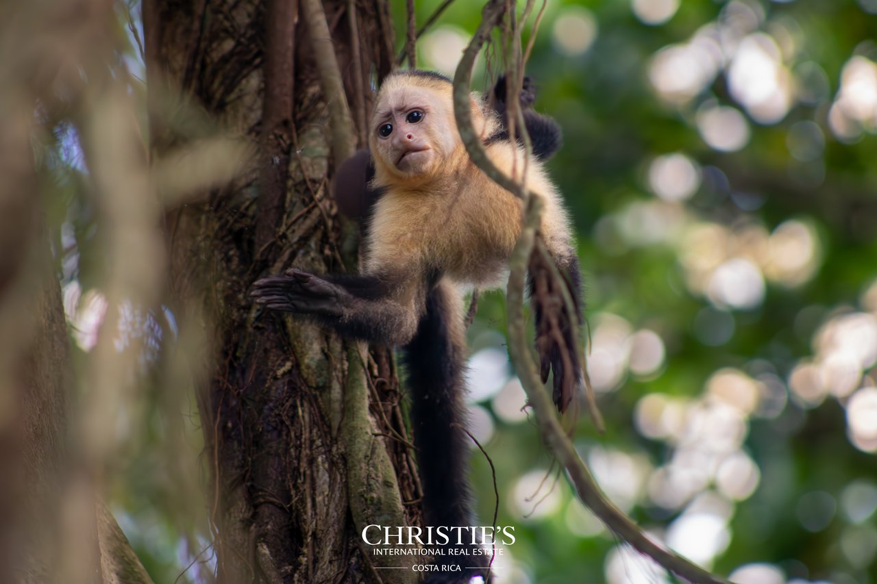 VILLA MAREN | ELEVATED LIVING IN UVITA | DOMINICAL 