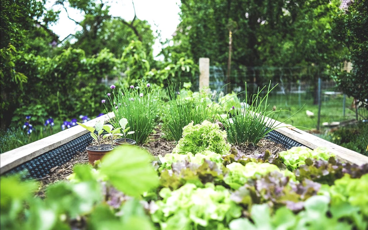 A Beginner’s Guide to Starting a Garden at Home