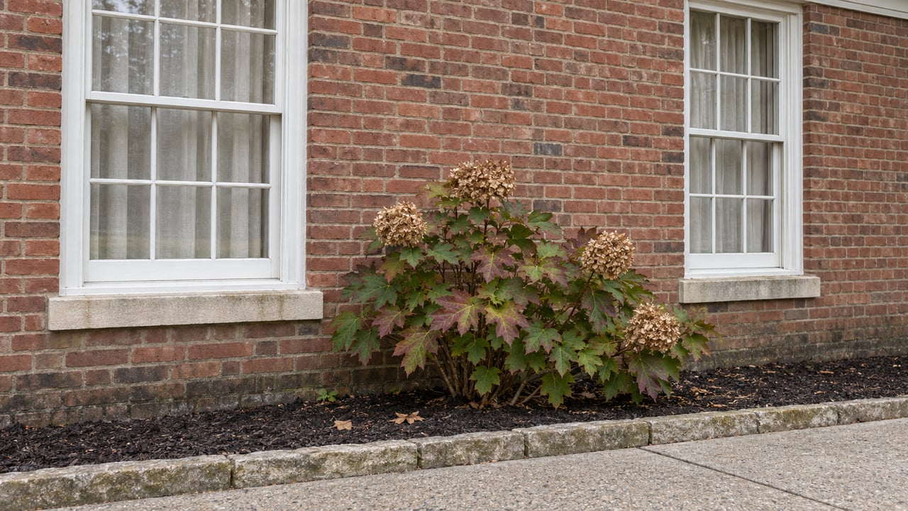Two white-trimmed sash windows in a weathered brick home above an oakleaf hydrangea and a stone-edged concrete walk.