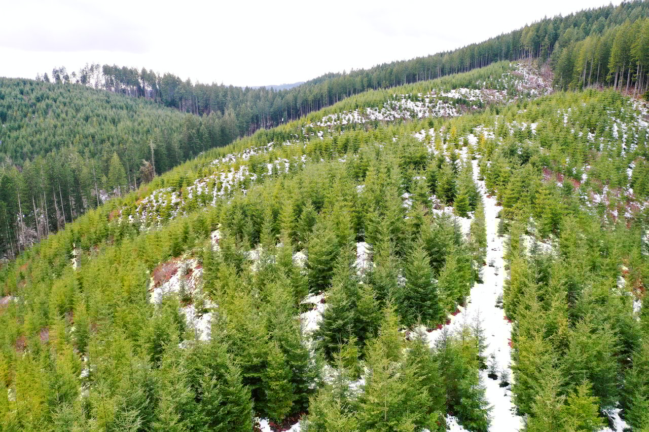 ARC Woods
