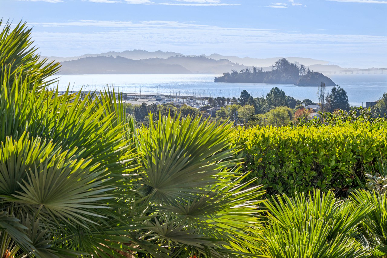Bay and marina beyond lush fan-shaped palms, with an island and distant hills.