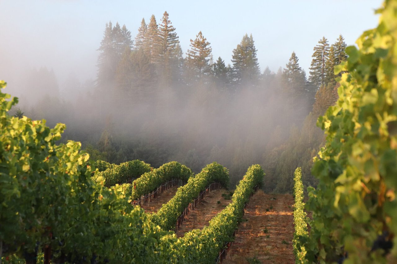 These Are the Most Iconic Vineyards in Sonoma County