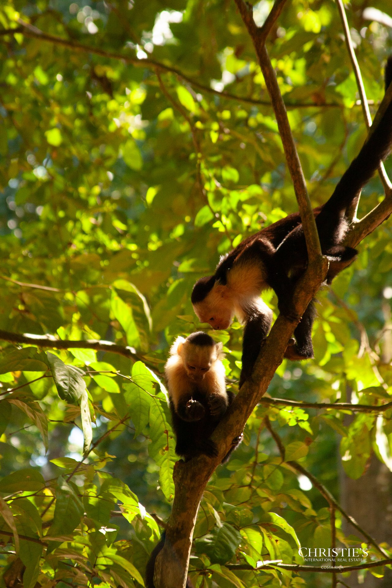 Jungle Islands — Los Mogos