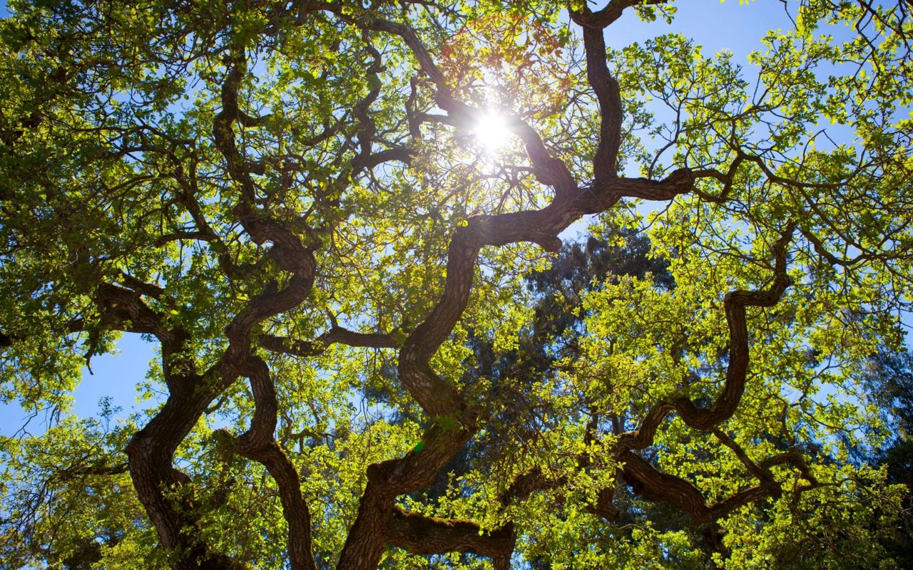 Sunlight filters through a canopy of mature trees against a blue sky.