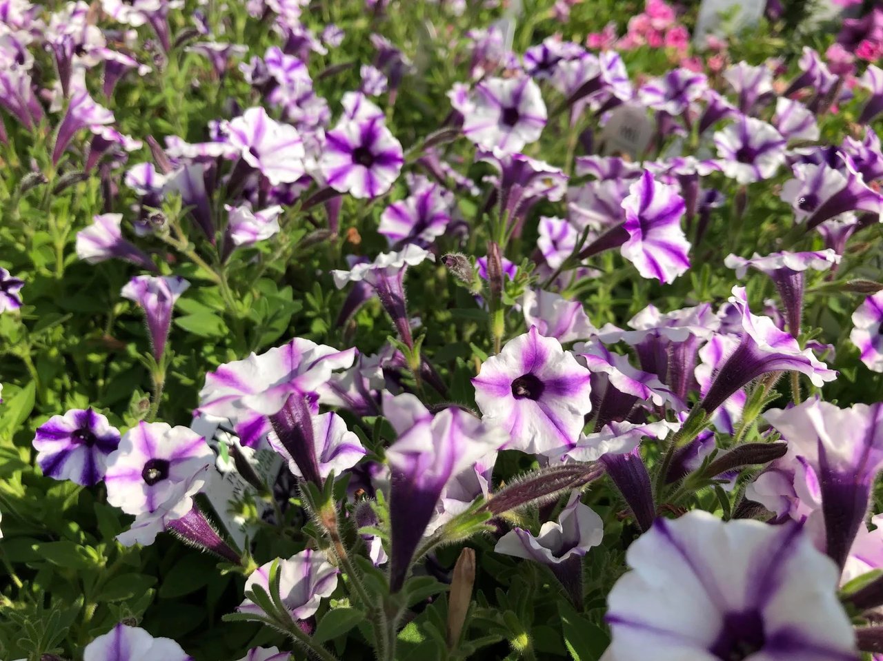Lilly Mae's Doodlebugs and Petunias- Finding Your Microclimate