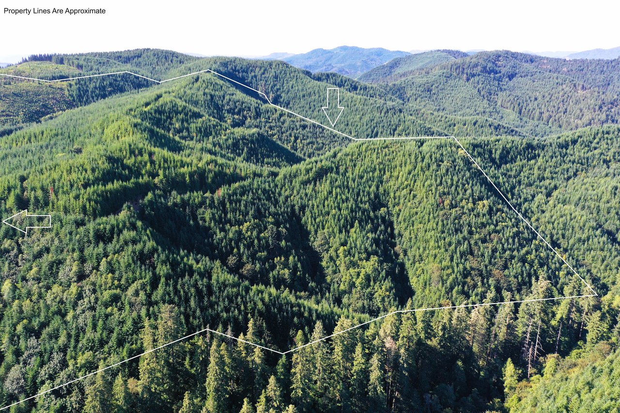 High Pass Tree Farm