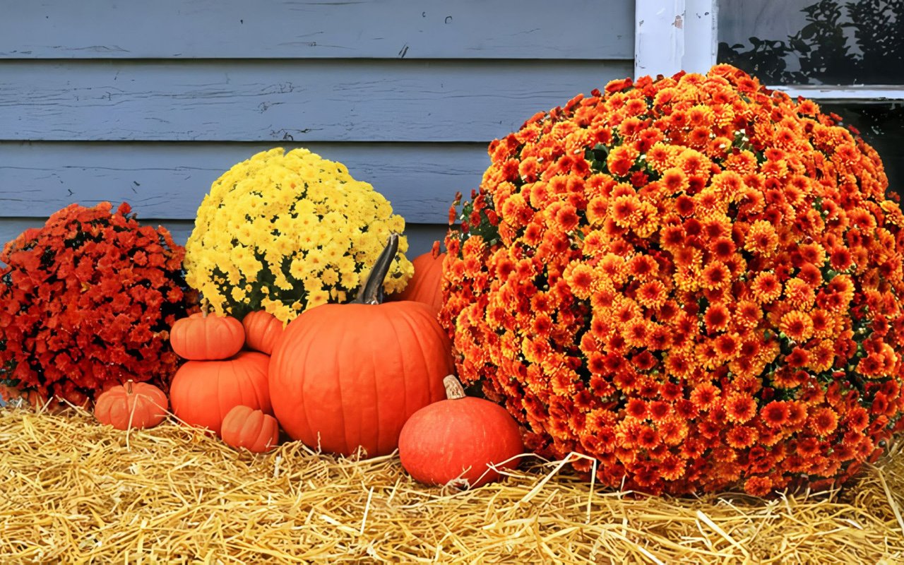 6 Halloween Decor Items to Find at Local WNC Businesses