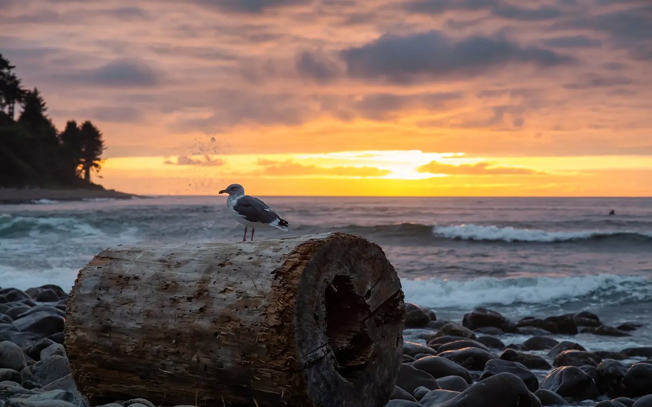 Seagull sitting on driftwood in the cove in Seaside Oregon at sunset