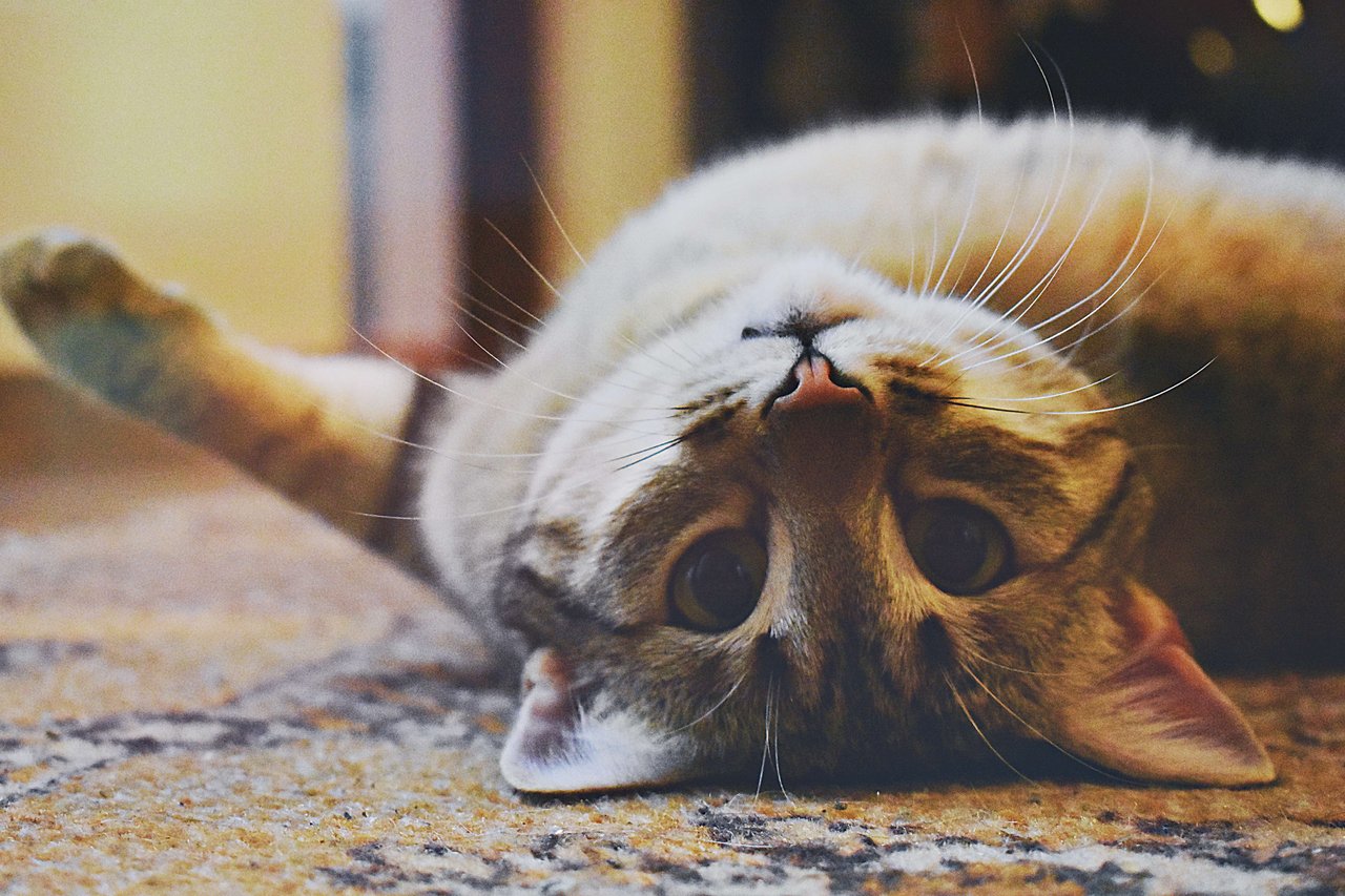Moving With A Pet - Tips