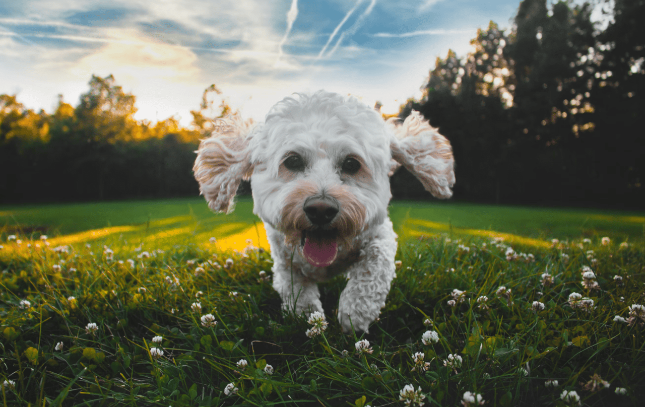 Top Dog Parks on the Upper East Side