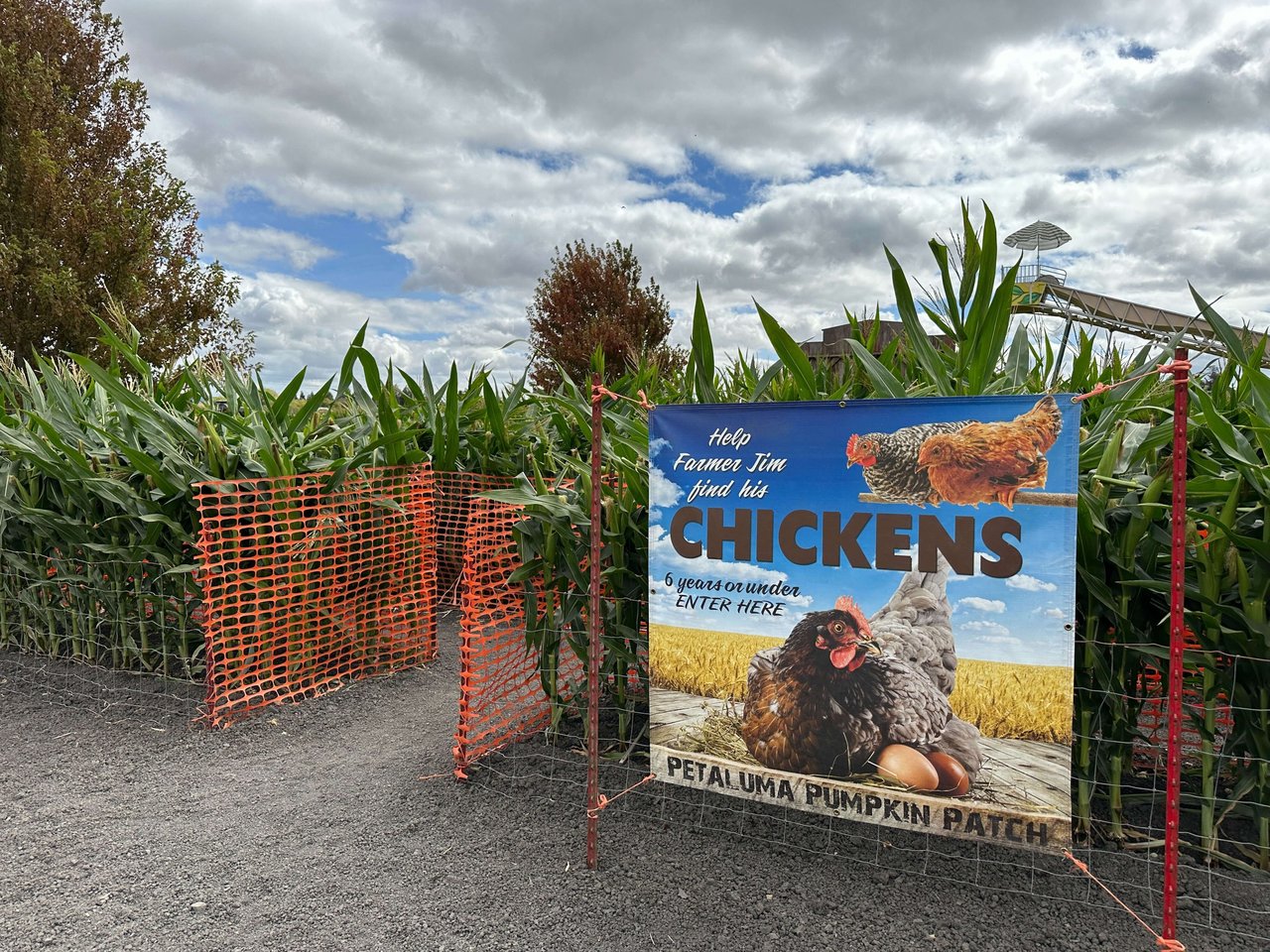 Petaluma Pumpkin Patch and Amazing Corn Maze