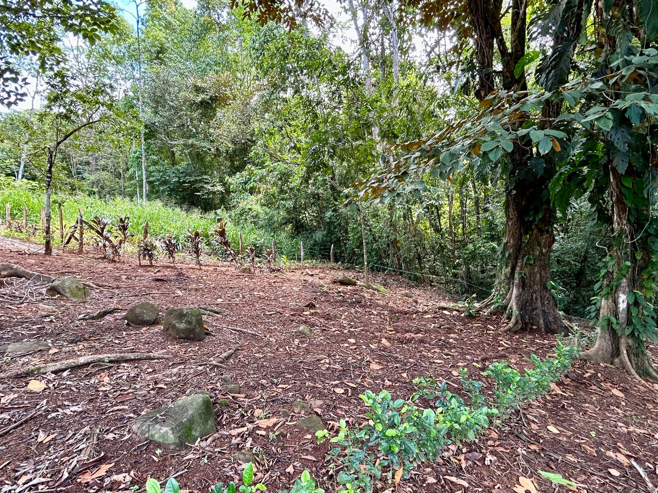 Jungle Side Lots in Uvita, Walking Distance to Amenities