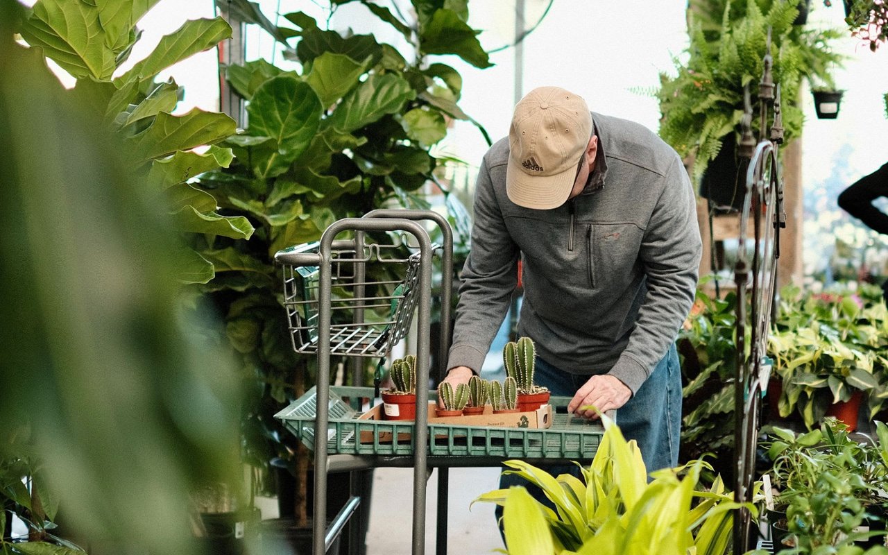 Easy-Care Varieties Of Tall Plants