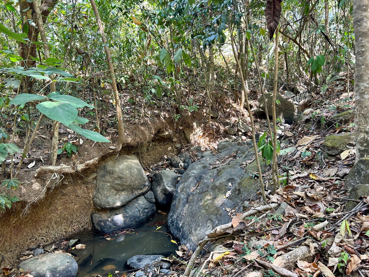 Tranquil Forest Development Land, Dominical, Puntarenas