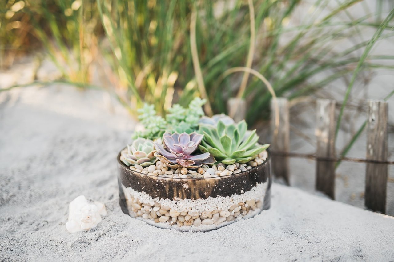 How To: Plant a Succulent Arrangement