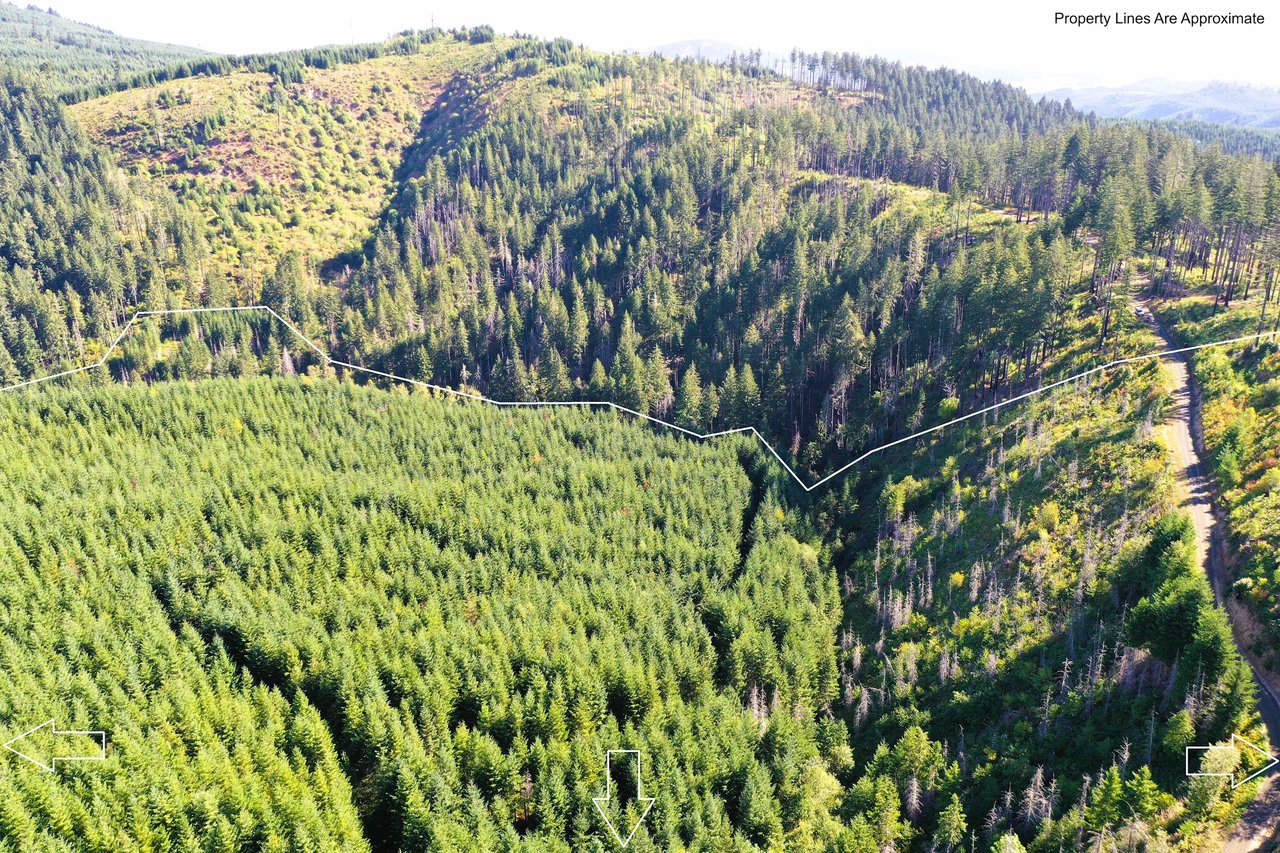 High Pass Tree Farm