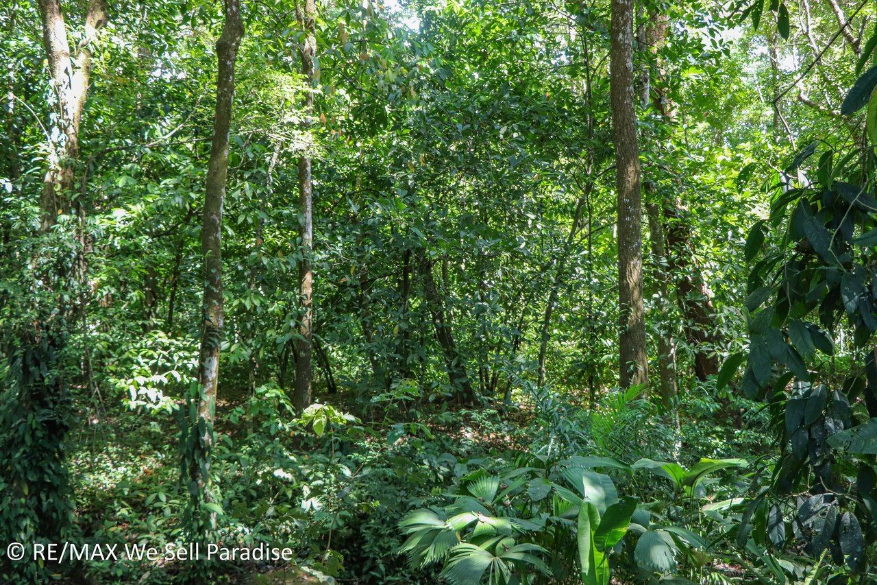 A large jungle-clad piece of land with mountain views, internal creek, and river frontage.